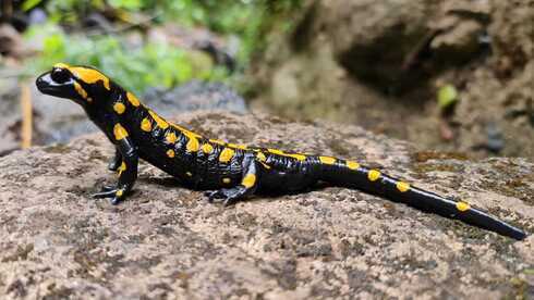 Salamandra de Fuego